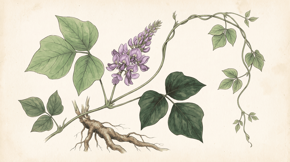 Planche botanique du kudzu (Pueraria lobata) : feuilles, fleurs violettes et racine